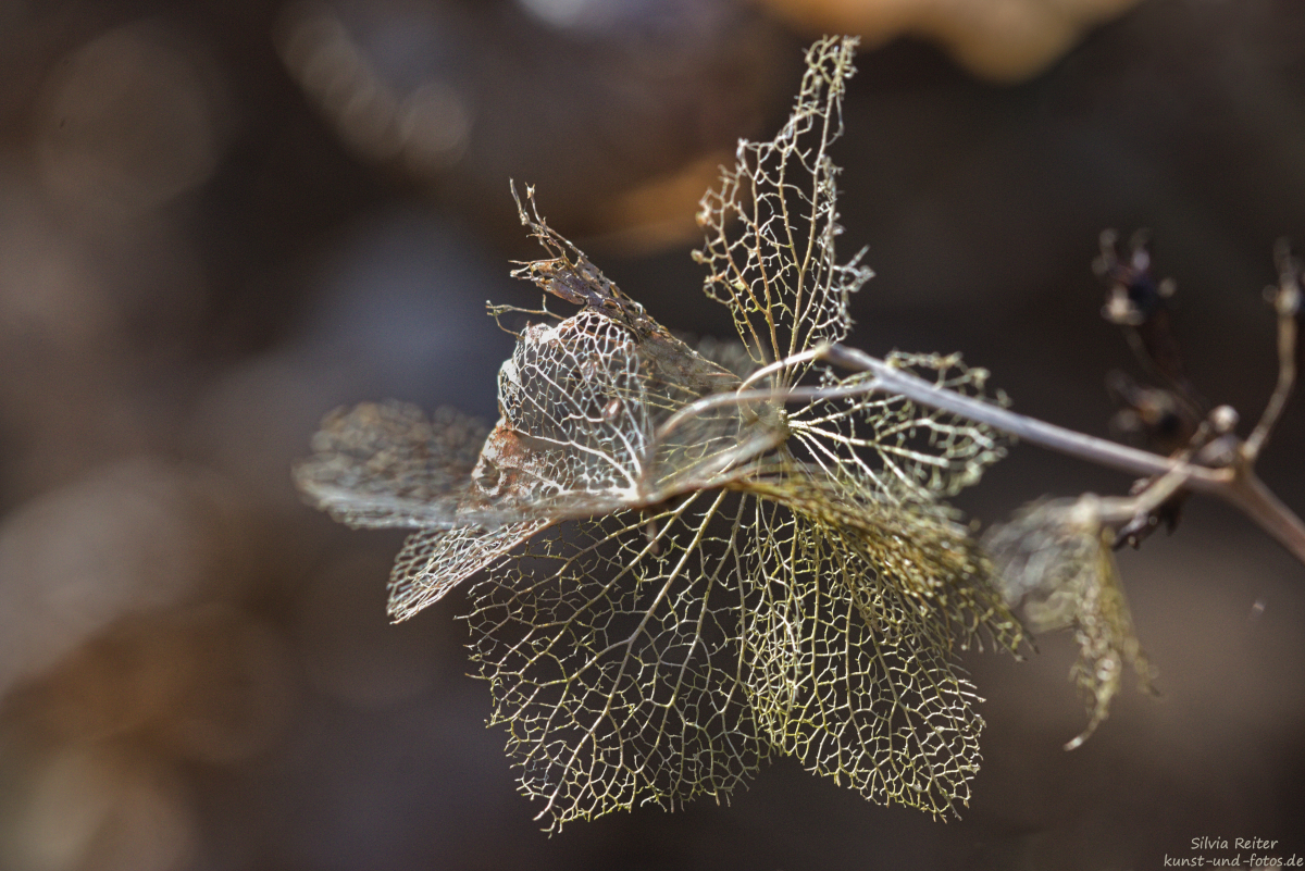 Blatt-Ornamente 03..2025