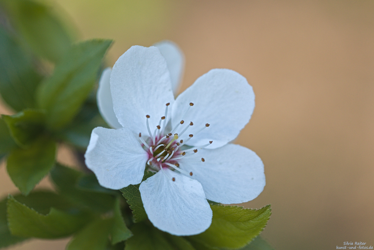 Blüte 04.2025