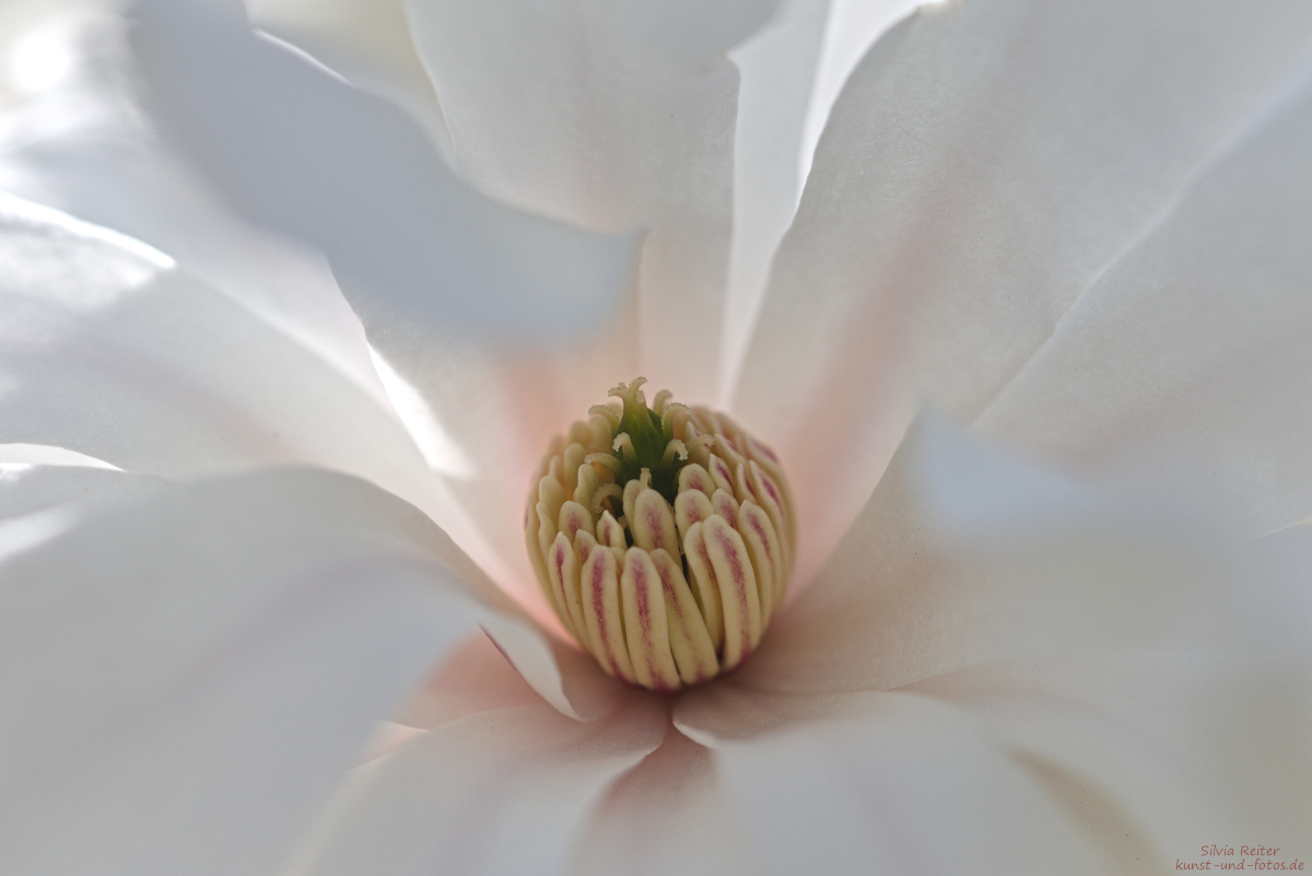 Blüte 04.2025
