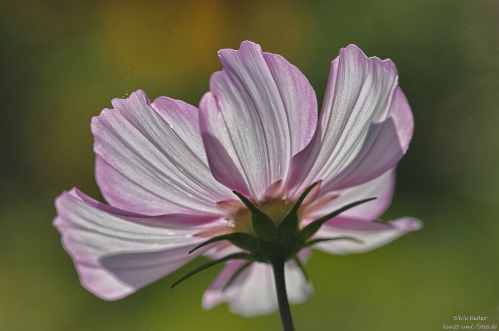 Blüte, 09.2024