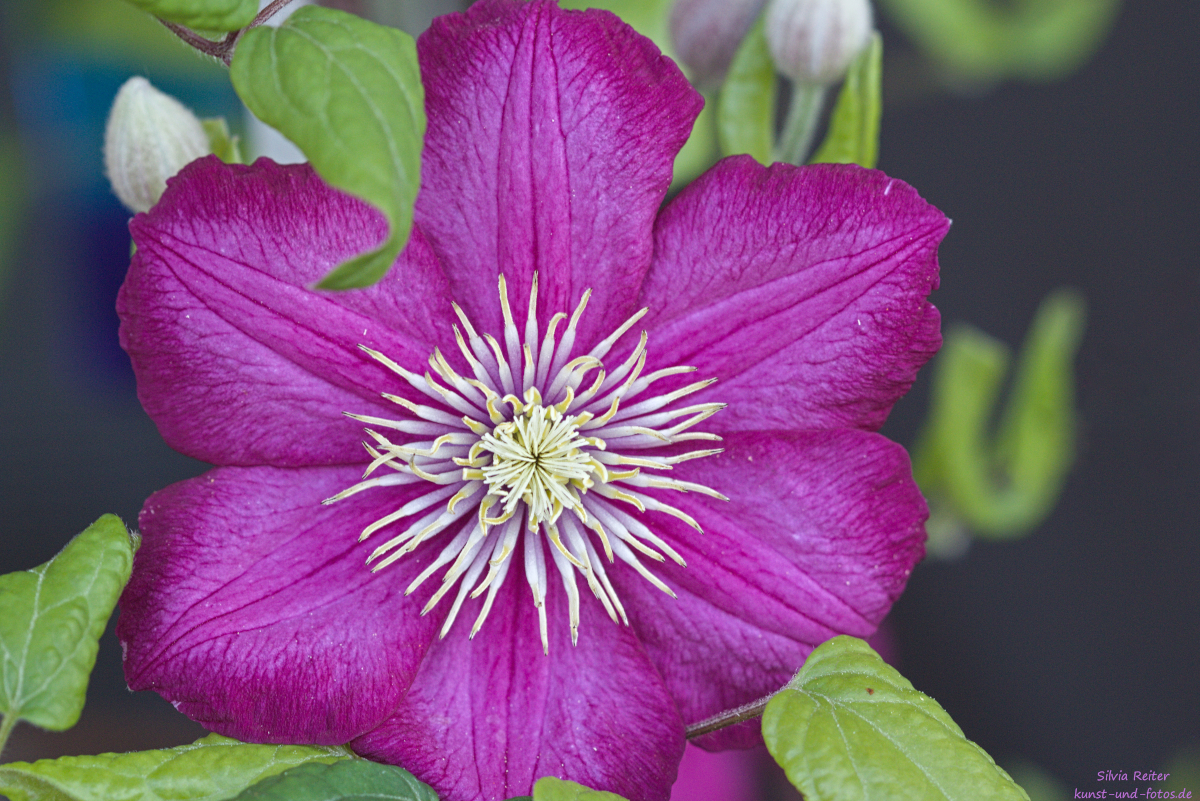 Clematis 06.2025