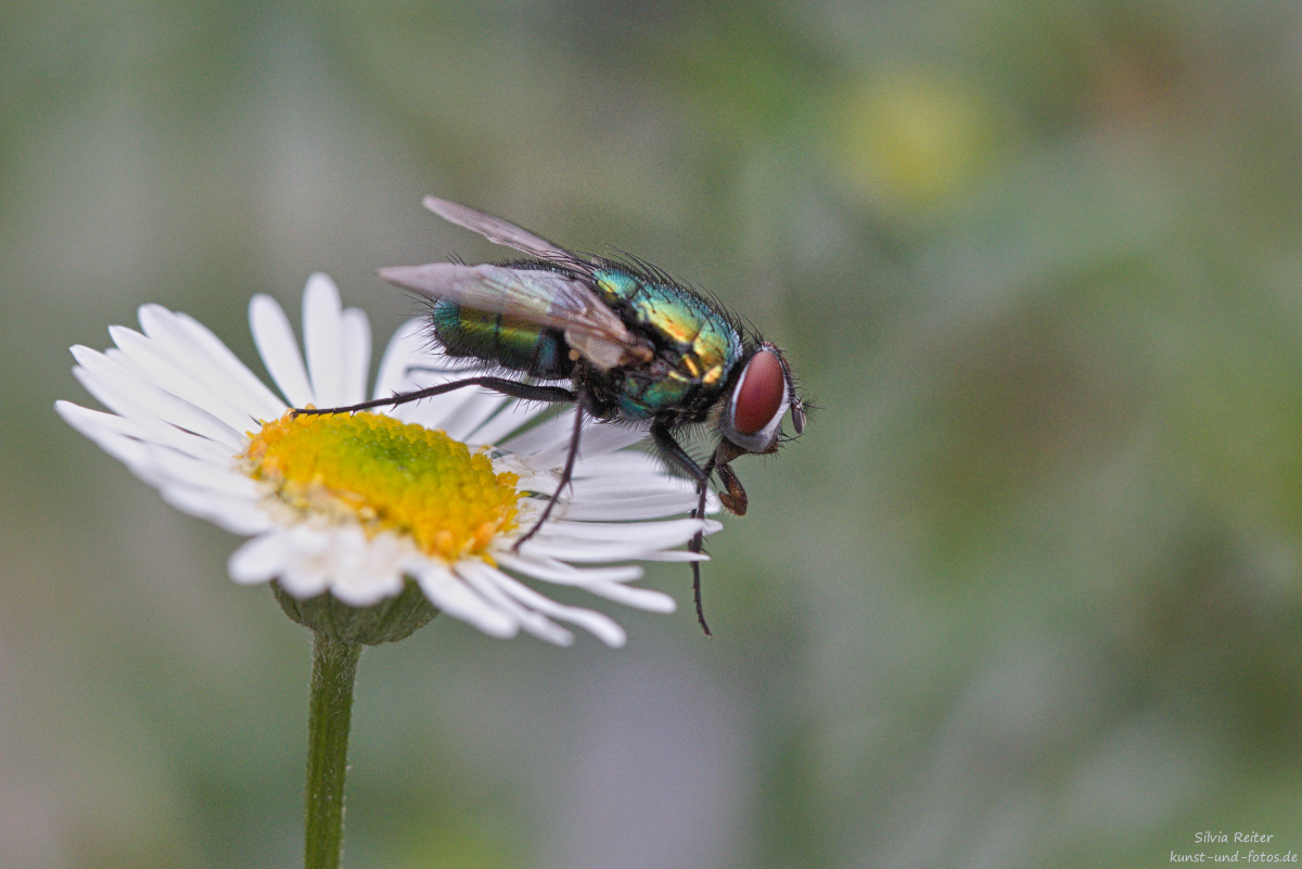 Fliege 08.2025