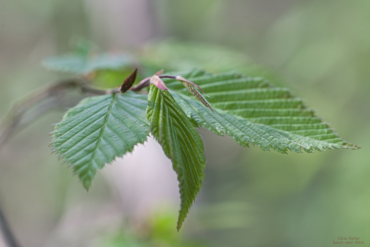 es grünt im Allacher Wald 04.2025