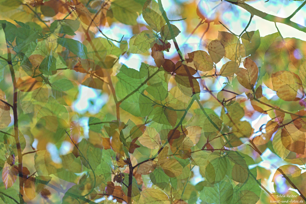 Herbst (Doppelbelichtung) 10.2024