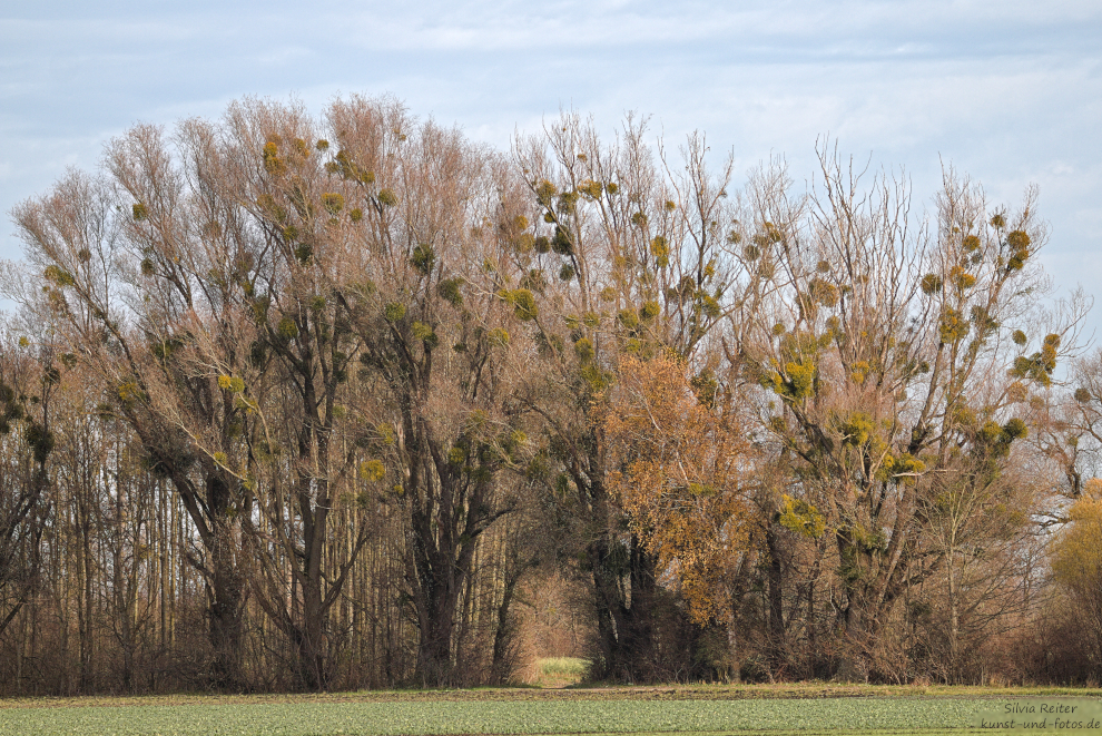 Herbsttag 11.2024