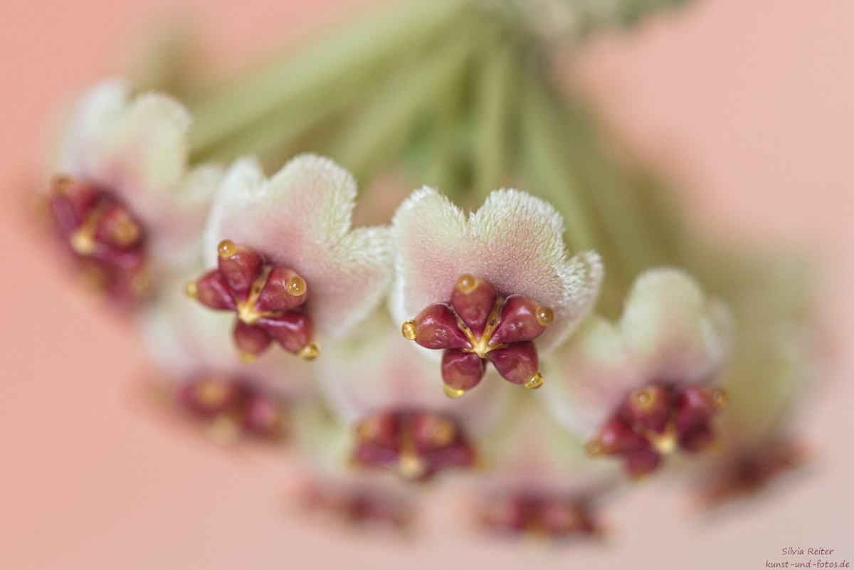 Blüten der Herzpflanze 07.2025
