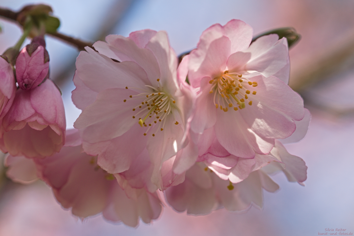 Kirschblüte 03.2025