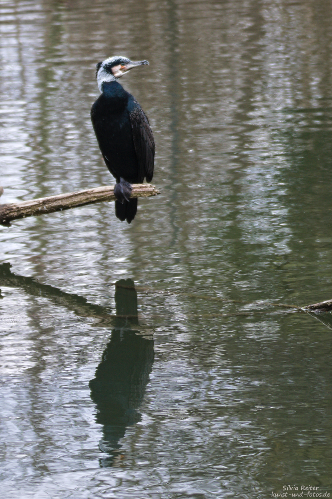 Kormoran im Zoo 03.2025