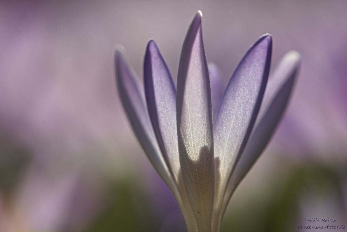 Krokusblüte 03.2025