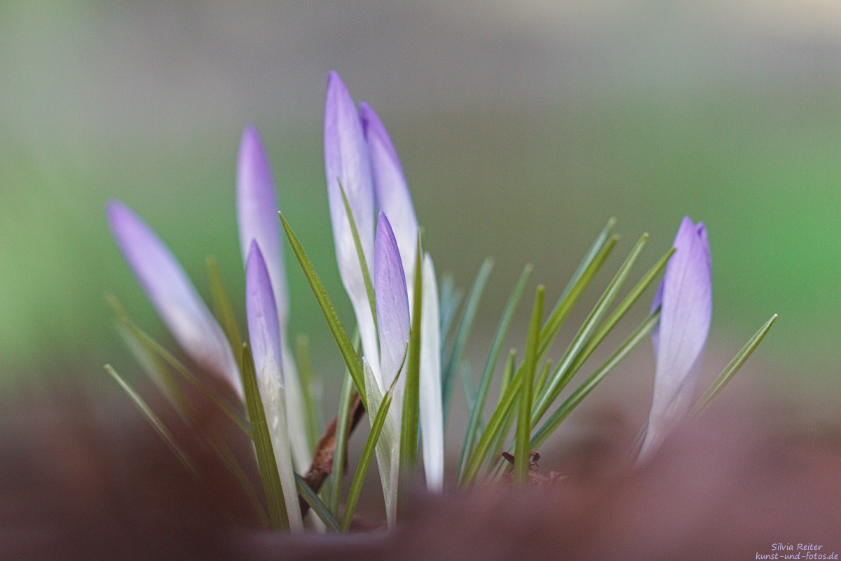 Krokusse 03.2025