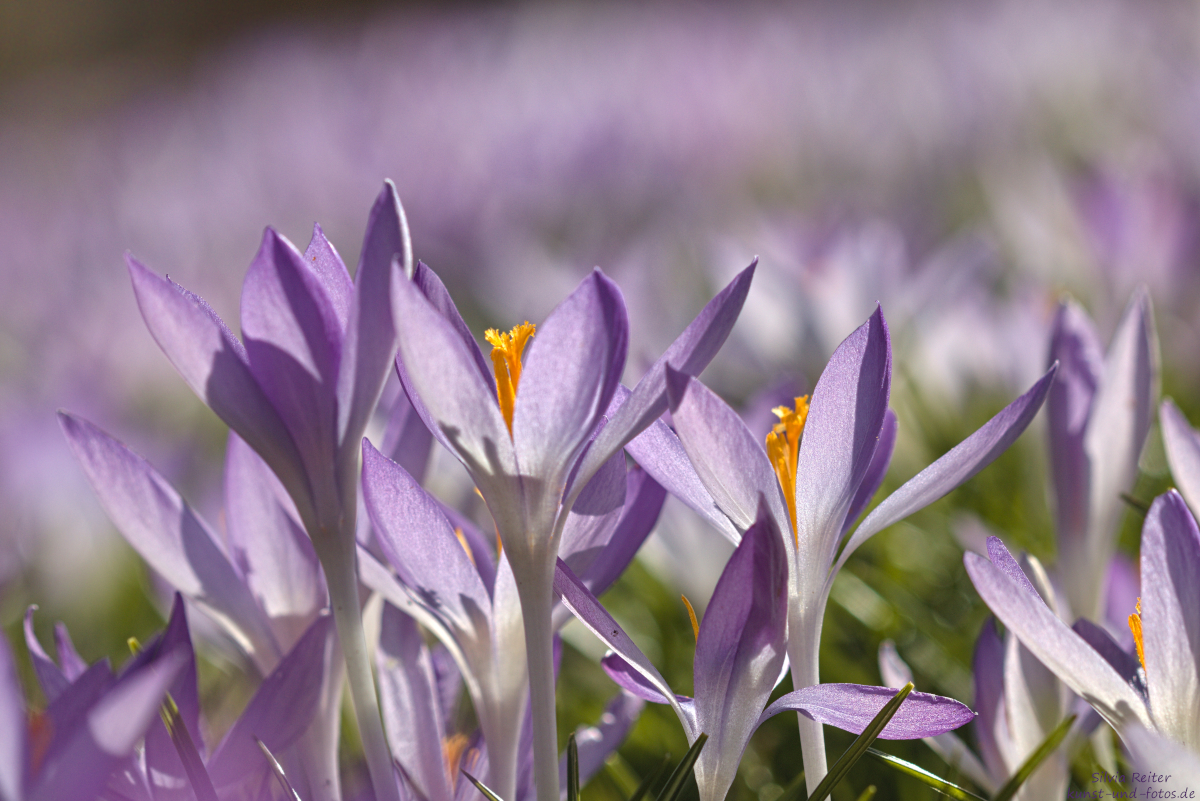 Krokusse 03.2025