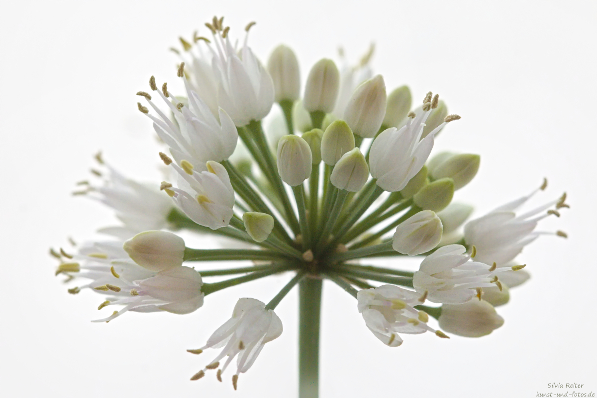 Lauchblüte 08.2025