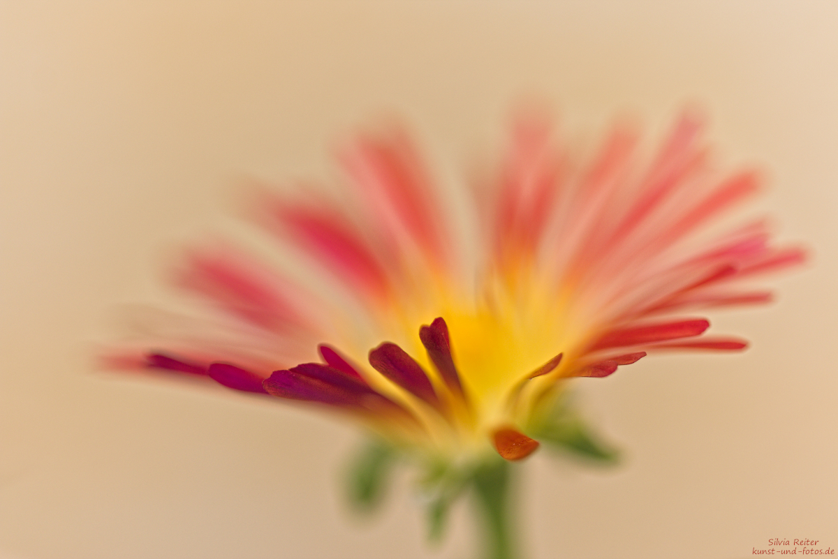 Mittagsblume 04.2025