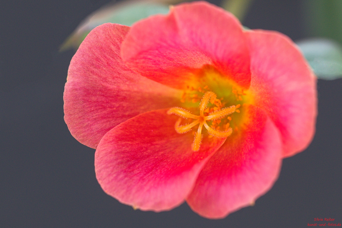 Portulakröschen 07.2025