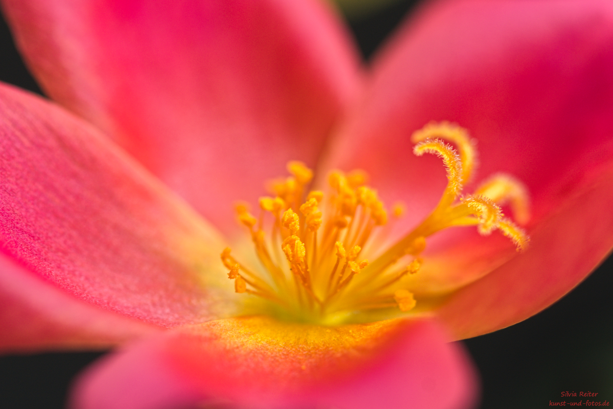 Portulakröschen 07.2025
