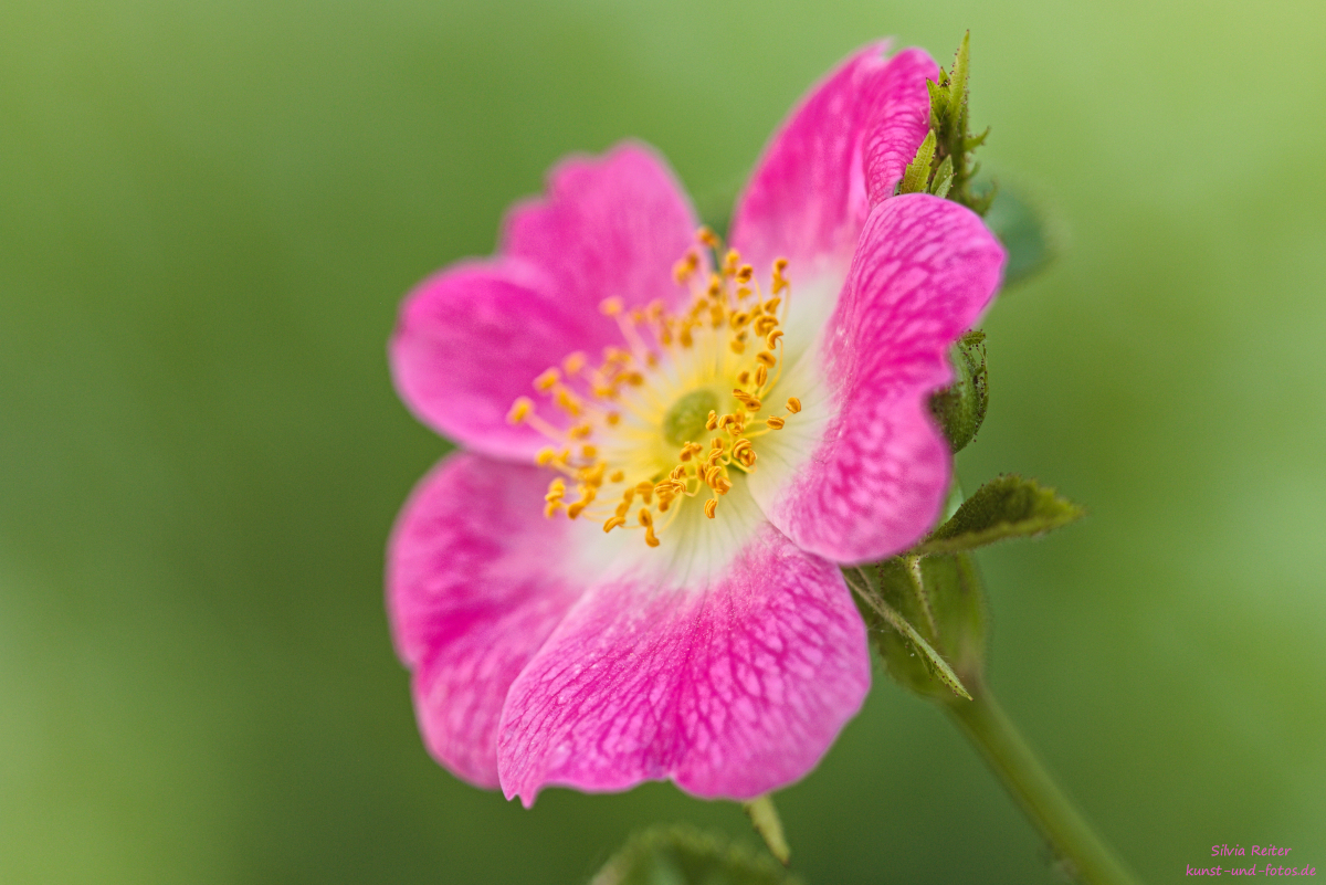 Wildrose 06.2025