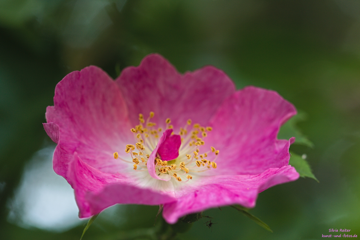 Wildrose 06.2025