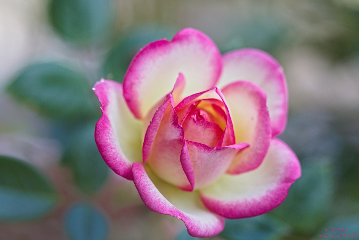 Rose 06.2025