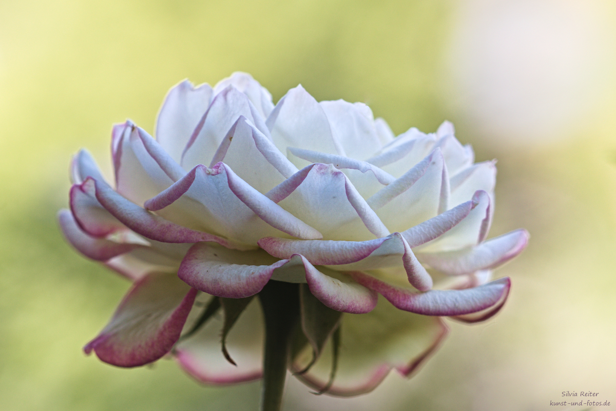 Rose 06.2025