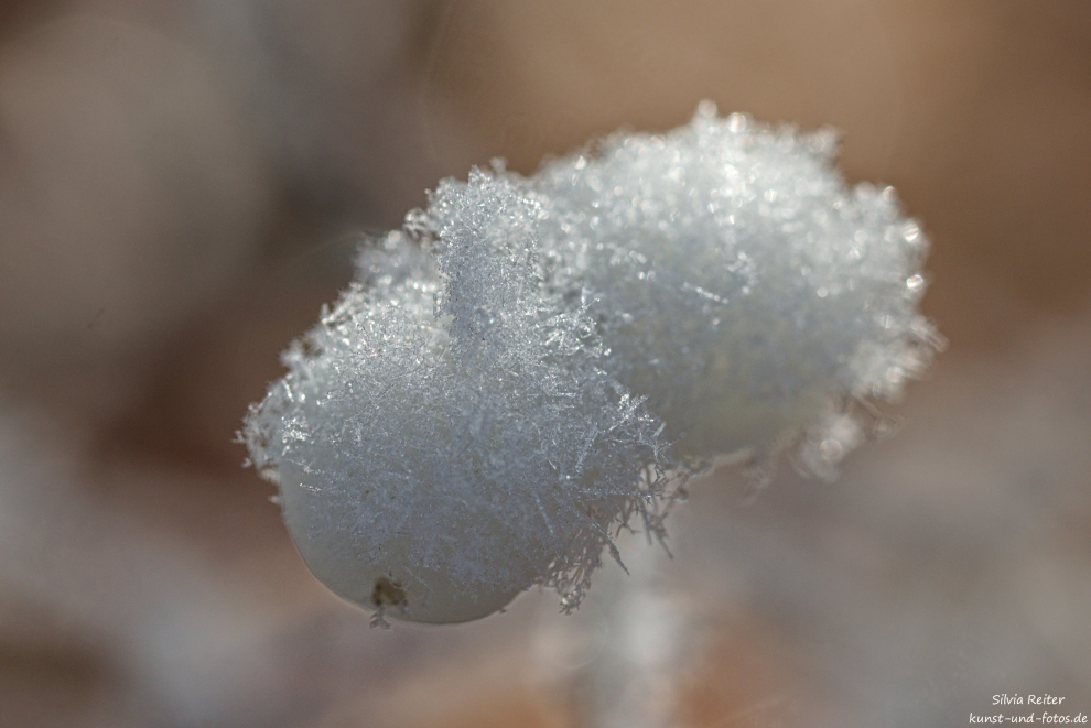 Schneebeeren 12.2024