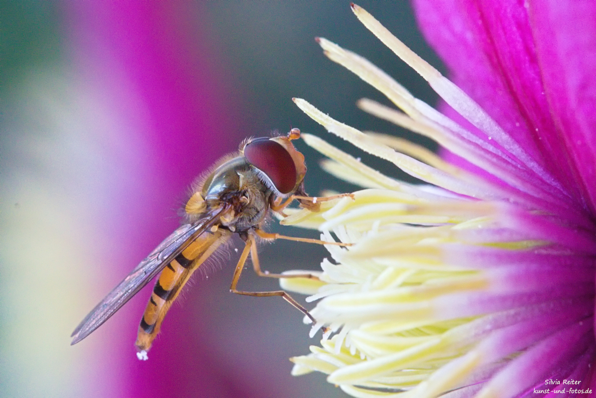 Schwebefliege an Clematis 06.2025