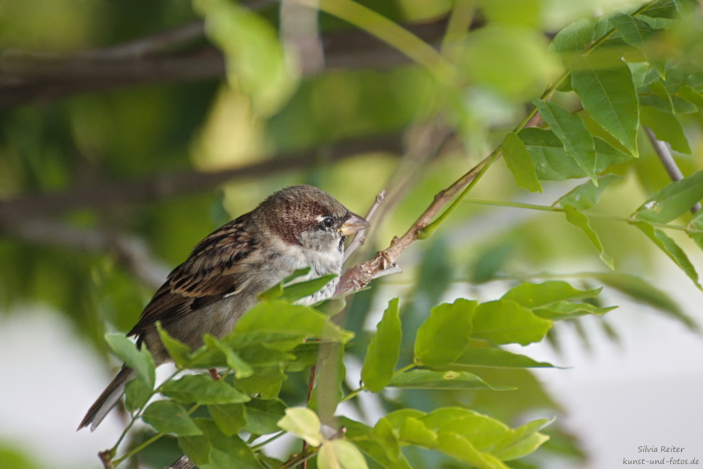 Spatz, 10.2024