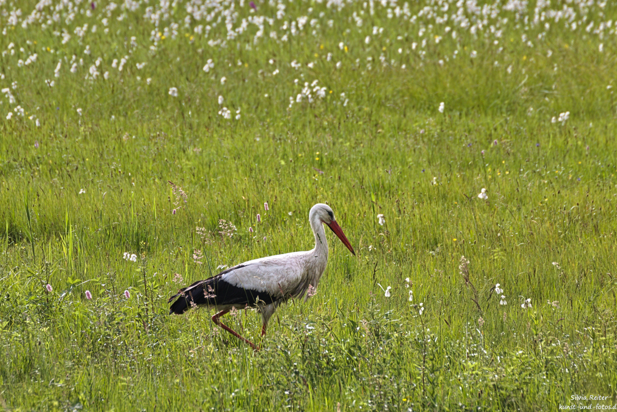 Storch,Steaffelsee 06.2025
