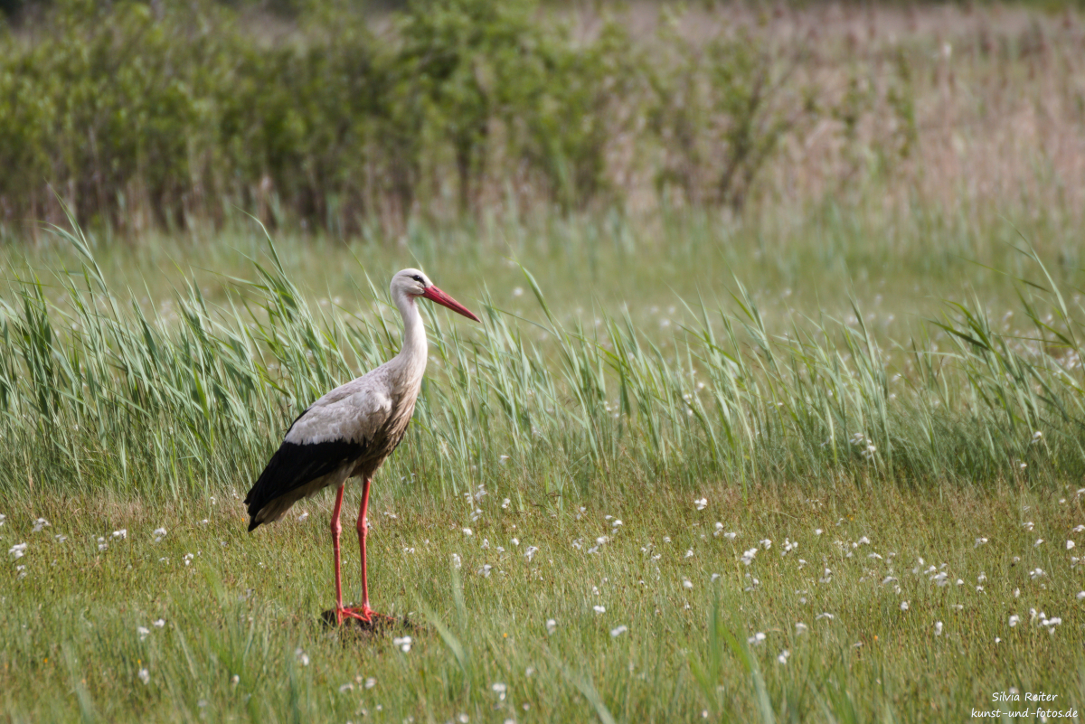 Storch,Steaffelsee 06.2025