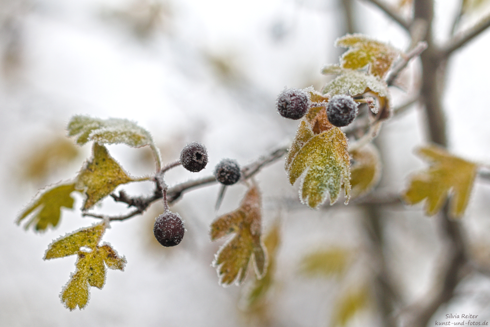 Winter 12.2024