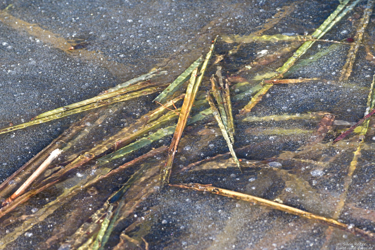 Gras im Eis 01.2025